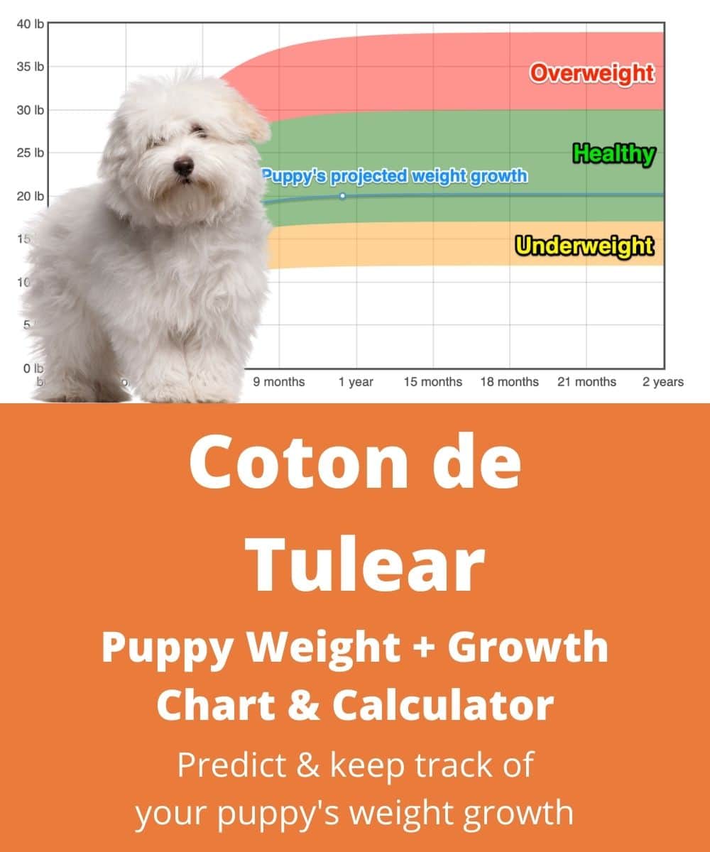 coton-de-tulear Puppy Weight Growth Chart coton-de-tulear Puppy Weight Growth Chart